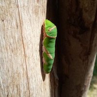 Bobby Del Cavallo (@delcavallo) 's Twitter Profile