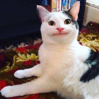 Wan (@wanlovebecky) 's Twitter Profile