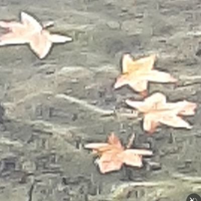 S49502Senay's profile picture. 