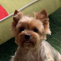 毘沙門天 (@roro2002220) 's Twitter Profile