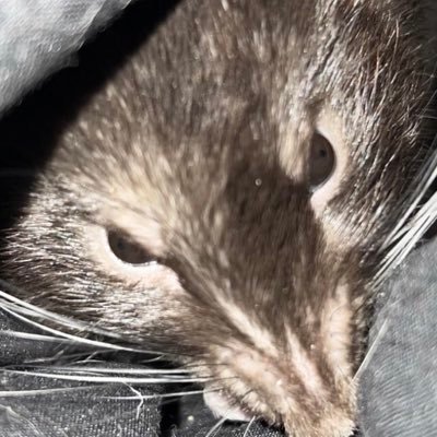 hieu17172535's profile picture. furries