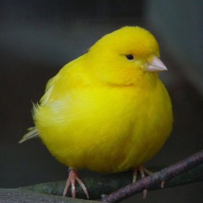 Gimbo231's profile picture. 