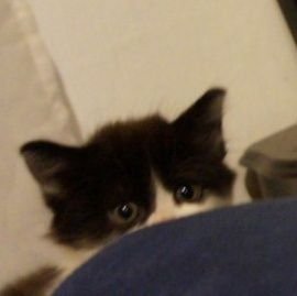 d4ied's profile picture. thank u next bitch 🐥