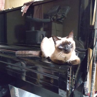 猫をかぶったアヤナオさんのプロフィール画像