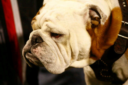 belmont_buddy's profile picture. World's most reluctant mayor.