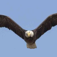 Cleo Gutkowski (@cleogutkow85761) 's Twitter Profile