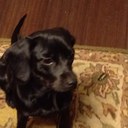 Lacey Arnold - @lacey_arnold - Twitter