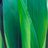 WiscCorn's profile image