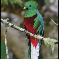 DIAZ (@atlassi99) 's Twitter Profile