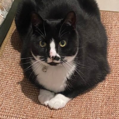 I am cat (tuxie type). I have a big cate family of Mama, Papa, Pippin n Mimi!  i löve crimbes. All frens welcome!