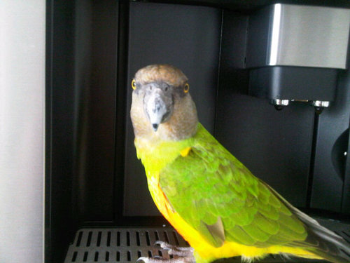I am senegal parrot Diego hatched 23 March 2007. I live in the Netherlands