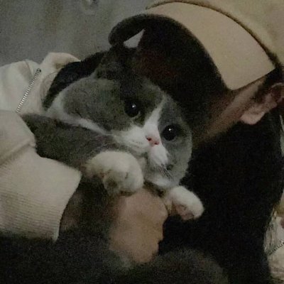 女の子と猫は小さな家に住んでいました🎀猫との日常を共有し( ΦωΦ )⭐ブリティッシュ・ショートヘア🐱（baby）2020年5月20 日生まれ⭐無言ﾌｫﾛｰ大歓迎💕ポルノ、勧誘、宗教❌