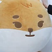 데이식스 돌아왔다