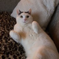 Benjamin (@friescsgo) 's Twitter Profile