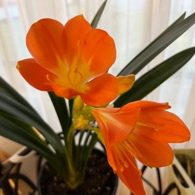 huiminjiao2's profile picture. 