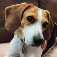 AMBER 🐶 BEagle HAPPY 🧡(@AmbersHappyLife) 's Twitter Profile Photo