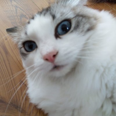 Fan of cats, games, and making sure to win something one day.