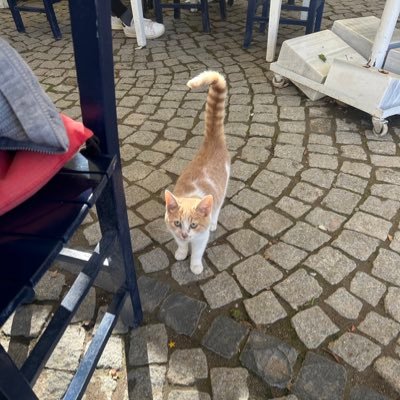 nihat73961342's profile picture. bir gezgin