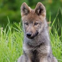 Puppers Balto Sparda (@puppersbalto) 's Twitter Profile Photo Puppers Balto Sparda (@puppersbalto) 's Twitter Profile Photo