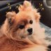 Pomeranian “Samson” (@samsoncombs) Twitter profile photo