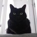 Poppy The Panfur 😺 (@lyttlenesh) Twitter profile photo