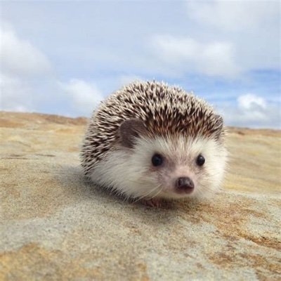 hedgehog cute
                            ╱|、
                          (˚ˎ 。7  
                           |、˜〵          
                          じしˍ,)ノ