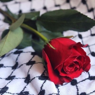 ⛅اَلَّلهُمـّ؏جِّللِوَلیِڪَالفࢪَج🌷دختر دهه هشتادی 🤓دانشجوی مملکت🧪مهندس متالوژی 📚کتابخوار ❤یه بینهایتی
💚مینویسم که شب تار سحر میگردد...