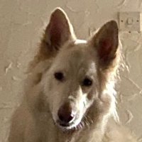 Andy & Bruno (My GSD) (@monty_mole_1970) 's Twitter Profile
