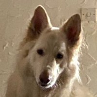 Andy & Bruno (My GSD)(@Monty_Mole_1970) 's Twitter Profile Photo