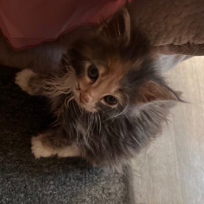 Heateroni's profile picture. 