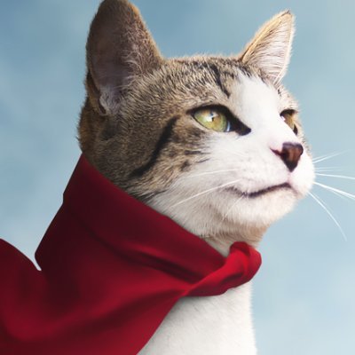 captainnyanko Profile Picture