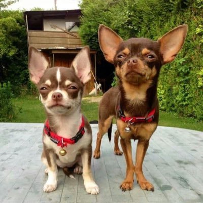 Hello ! here we got chihuahua puppies for sale if interested kindly message me directly for more details thanks.