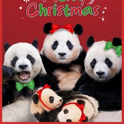 Elflh_0720's profile picture. 2023년 7월부터 아러푸루후를 좋아하고 있는 돌멩이 입니다❤️🐼 
직접 찍은 직캠= 로펌금지🚫 2차가공 금지🚫
돌멩이= 푸공듀🐼 팬명 입니다🐼❤️