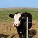 Anthony Colangelo - @AnthonyCol99167 - Twitter