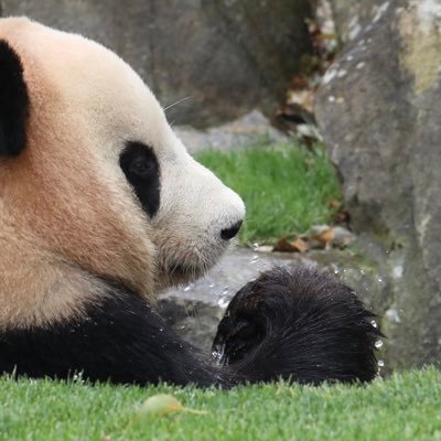 rerere08120432's profile picture. 永遠に未完成🐼人にやさしく自分にもっとやさしく♡税理士事務所勤務の人＆受動的宅建士の人＆サービス業バックフォローの人🗓 伊藤塾上級コース再の人🐶無言フォロー失礼してます🙇‍♂️#行政書士試験 #伊藤塾 #行政書士試験2025 ブルーインパルス多め✈︎✈︎✈︎
