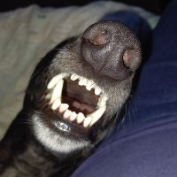 Saffy and Jack Greyhound 💖(@houndymayhem) 's Twitter Profile Photo