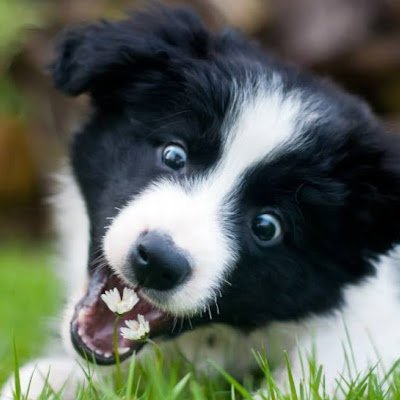 sigoleudae29551's profile picture. 