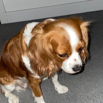 usedlovense's profile picture. autistic vent page