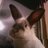mustangbunnee's profile image