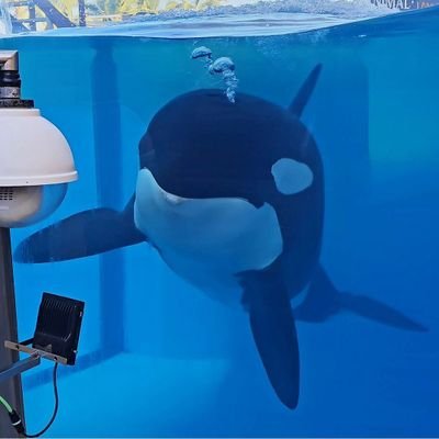 Hi, I'm Morgan, the orca of Loro Parque. Follow me on 
https://t.co/HJtEZVoWWV