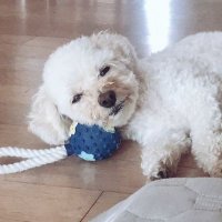 🎈홋👉Limegreen🍓🌿 (@lime_sh_) 's Twitter Profile Photo 🎈홋👉Limegreen🍓🌿 (@lime_sh_) 's Twitter Profile Photo