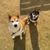 柴犬 りく&ふく (@tuckn7) Twitter profile photo 柴犬 りく&ふく (@tuckn7) Twitter profile photo