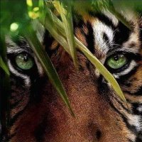 Roberta Torp (@robertator56699) 's Twitter Profile