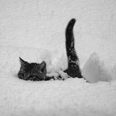 ___catgirl___'s profile picture. take it to the edge, but do not climax