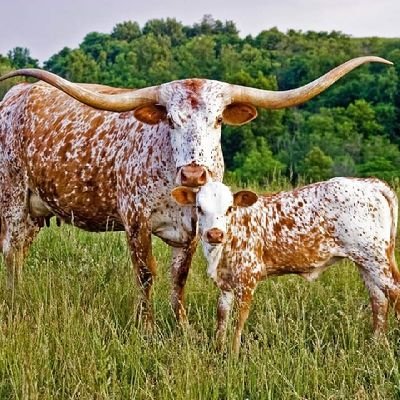 Longhorns, Texas Rangers, Sometimes Dallas Cowboys. Father and husband.