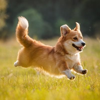 Haru_Paldea's profile picture. ポケモンが大好きです✨Twitterは一応見る専垢として使っています。素敵なツイートに勝手にイイネしたりしてます、すみません。いつも楽しく拝見させて頂いております。