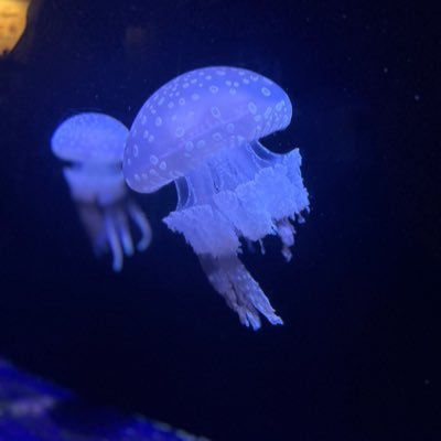 oorShima's profile picture. ぴざたべたい。