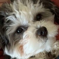 Blu Caller (@blu_caller) 's Twitter Profile Photo