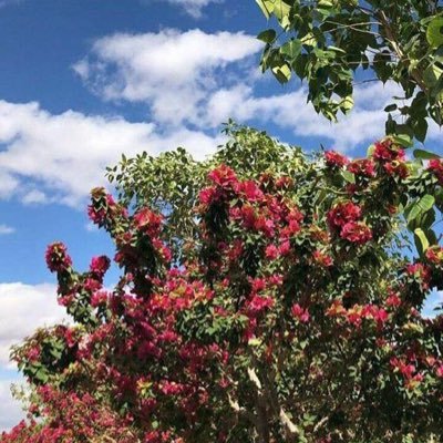 محاضر بقسم التربية الخاصة جامعة الإمام .( والله بصير بما تعملون )✨ - حساب شخصي.