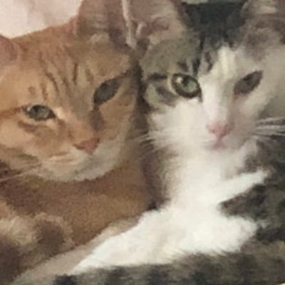 yuki5864935's profile picture. 某IT企業の人事→バックオフィスERP/情報収集でフォロー/データ分析/業務効率化